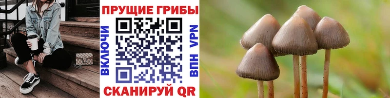 Псилоцибиновые грибы Psilocybe  darknet официальный сайт  Димитровград  купить  сайты 