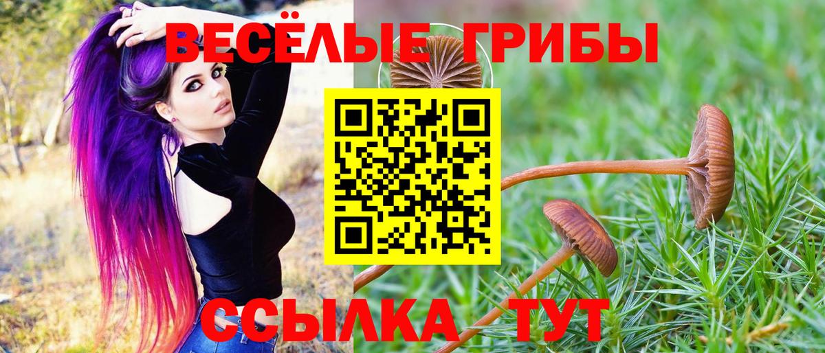 Псилоцибиновые грибы Psilocybe Димитровград