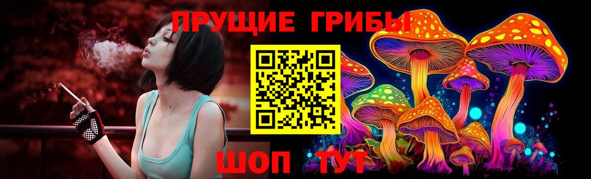 Галлюциногенные грибы Psilocybe Димитровград